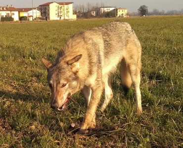 Glock Pack Gaahl Grand Ecru